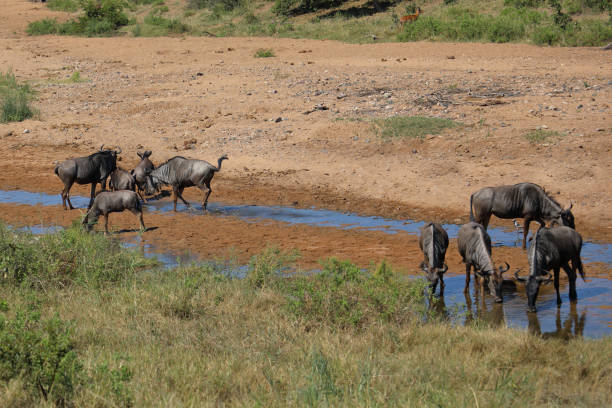 istock Streifengnu im Tsendze River/ Blue wildebeest in Tsendze River / Connochaetes taurinus 2200459347