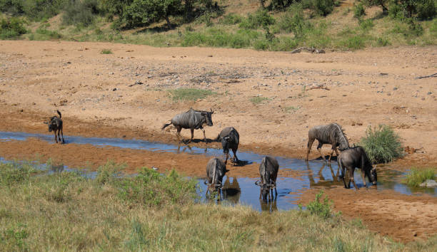 istock Streifengnu im Tsendze River/ Blue wildebeest in Tsendze River / Connochaetes taurinus 2200459370