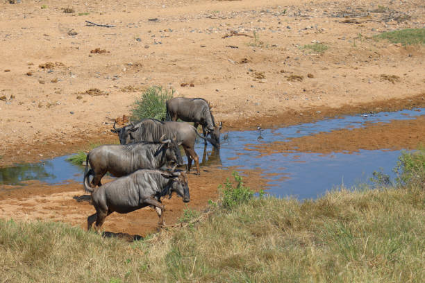 istock Streifengnu im Tsendze River/ Blue wildebeest in Tsendze River / Connochaetes taurinus 2200460030