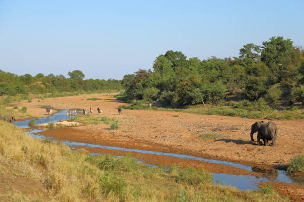 Nelspruit, South Africa; May 04 2012; Safari Tracking Guide sitting on the front of a 4x4 watching elephants