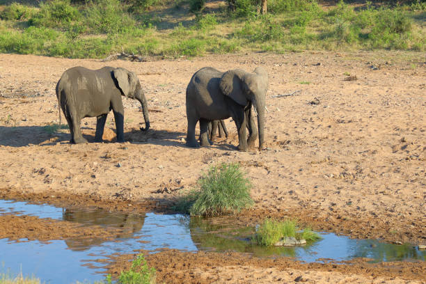 A young elephant crossing a road in Kruger National Park - South Africa