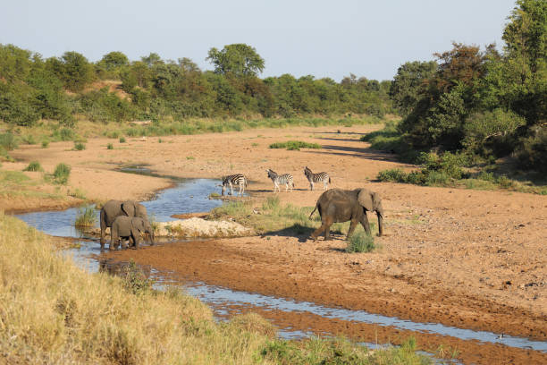 istock Afrikanischer Elefant und Steppenzebra im Tsendze River/ African elephant  and Burchell's zebra in Tsendze River / Loxodonta africana et Equus quagga burchellii 2200460147