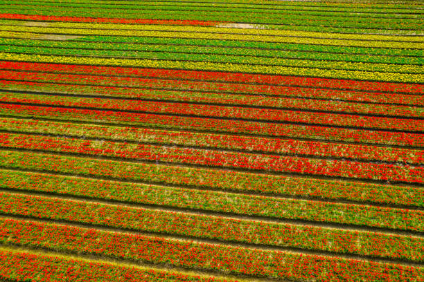 istock Colorful fields of tulips 2200460751