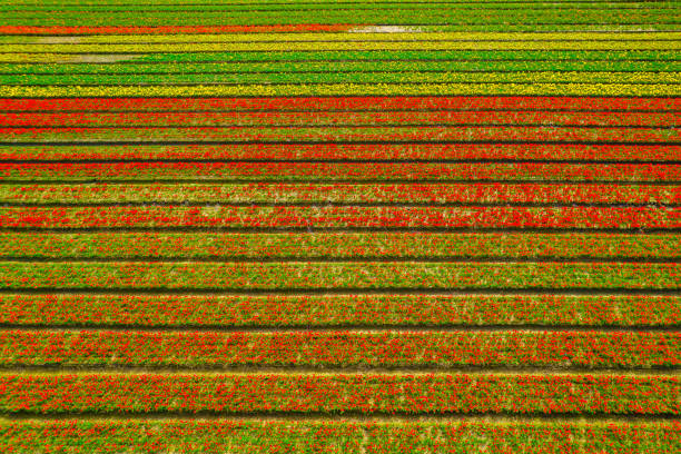 istock Colorful fields of tulips 2200460839