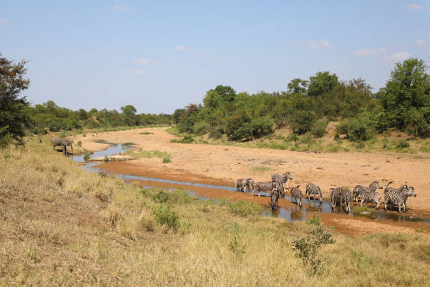istock Afrikanischer Elefant und Steppenzebra im Tsendze River/ African elephant  and Burchell's zebra in Tsendze River / Loxodonta africana et Equus quagga burchellii 2200460879