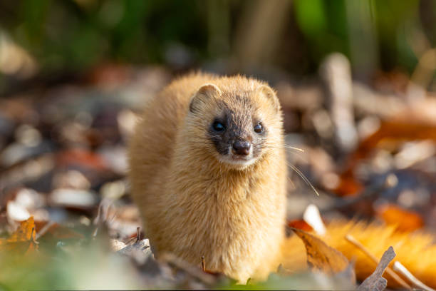 istock A weasel emerges from the winter forest. 2200461201