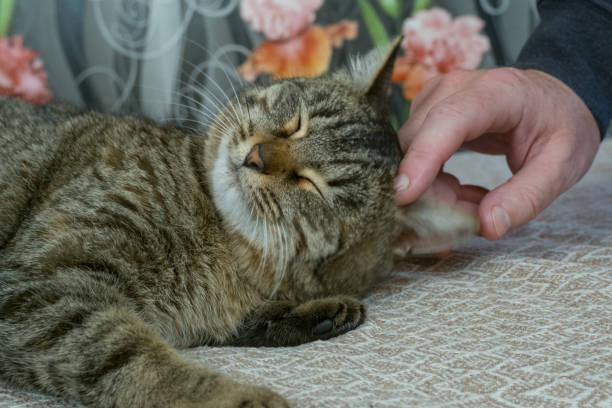 istock A man's hand strokes a gray cat sleeping on a brown sofa. 2200462485