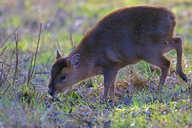 istock Muntjac at Wicken Fen. 2200462665