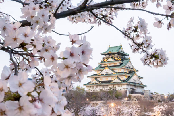 Osaka, Japan - April 7, 2024: Cherry blossoms in full bloom frame Osaka Castle. The castle's green roof and stone walls stand in contrast to the delicate pink and white flowers