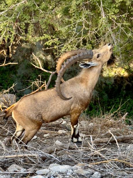 Graceful Feeding of the Nubian Ibex
