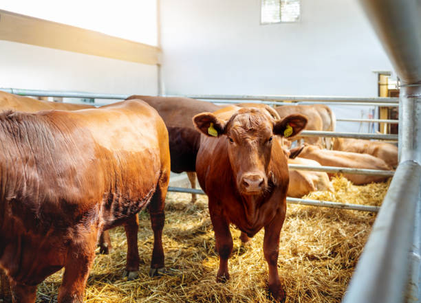 istock Brown cows standing in a cattle shed. Red first-calf heifer. 2200463811