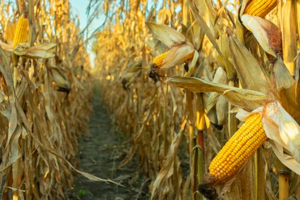 istock Golden corn stalks create a striking view in a harvest-ready field, with ears of corn prominently displayed against a sunny backdrop 2200463978