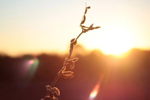 istock A slender plant reaches upward, casting a shadow during a stunning sunset that bathes the landscape in warm golden hues 2200464010