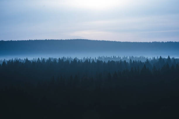 A tranquil morning unfolds over a misty forest, where rolling fog blankets the landscape and tree silhouettes emerge against a soft, diffused light illuminating the sky.