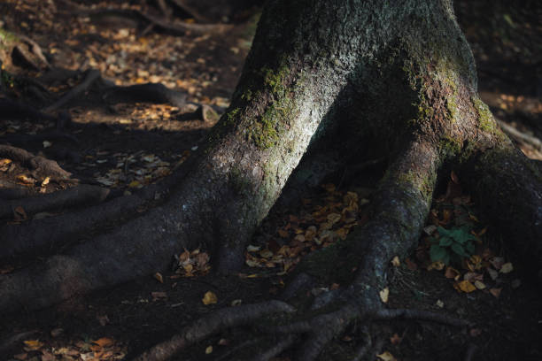 The twisted roots of an ancient tree emerge from dark soil, covered with moss, while scattered yellow and brown leaves blanket the ground in a tranquil autumn forest.