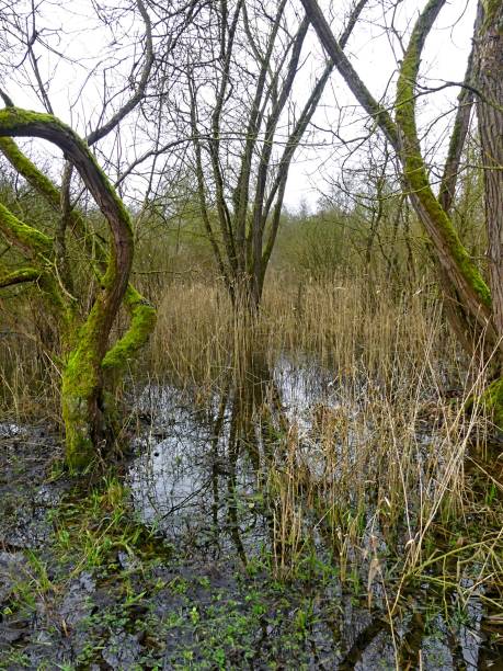 istock Trees in the swamp with reflection in the water 2200464604