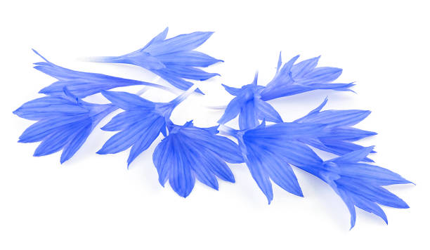 istock Group of blue cornflower petals isolated on a white background 2200464662