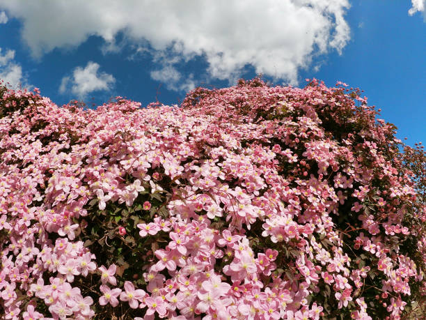Clematis covered church Ireland