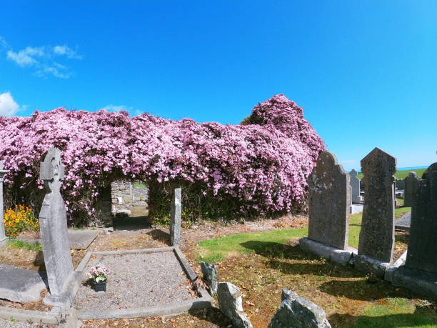 istock Clematis covered church Ireland 5 2200465343