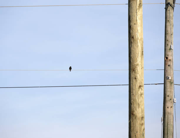 istock Bird Perches on a Power Line in Canada 2200467623