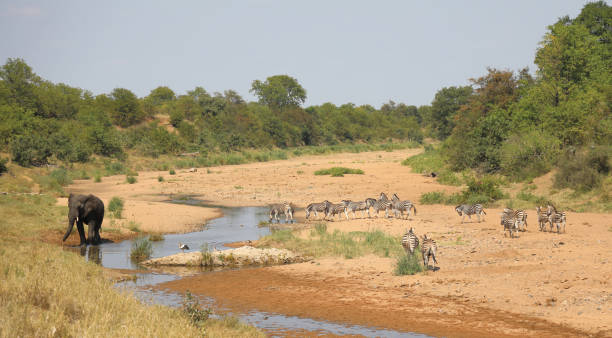 istock Afrikanischer Elefant und Steppenzebra im Tsendze River/ African elephant  and Burchell's zebra in Tsendze River / Loxodonta africana et Equus quagga burchellii 2200468678