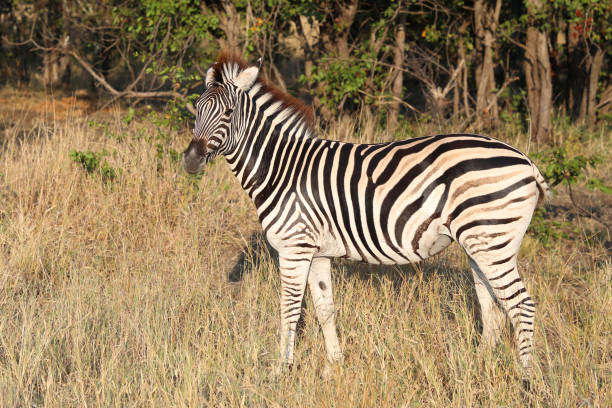 istock Steppenzebra / Burchell's zebra / Equus quagga burchellii 2200469073