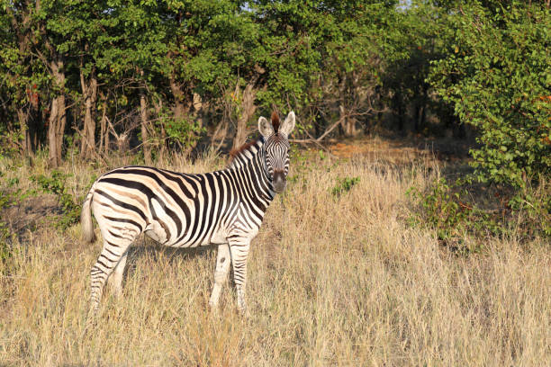 tansania animals