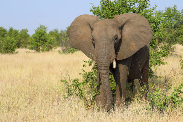istock Afrikanischer Elefant / African elephant / Loxodonta africana 2200469233