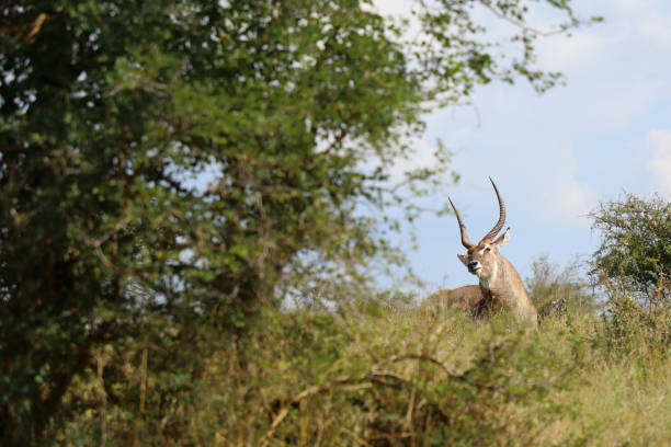 Wasserbock / Waterbuck / Kobus ellipsiprymnus