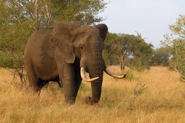 istock Afrikanischer Elefant / African elephant / Loxodonta africana 2200469721