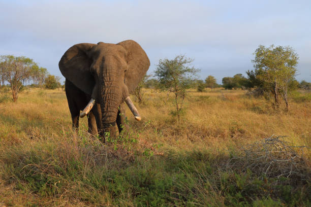 istock Afrikanischer Elefant / African elephant / Loxodonta africana 2200469890