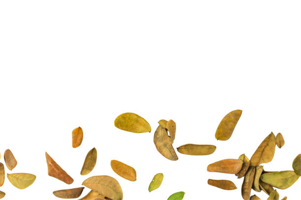 Cutout of leaf texture background with copy space and clipping paths on white background. Ideal for graphic design, card making, and nature themed creative projects.