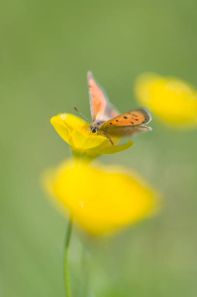 butterfly feeding on the nectar of a ranunculus acris