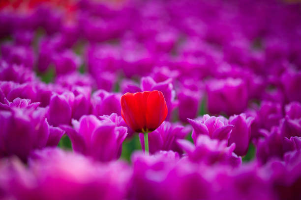Blooming tulip