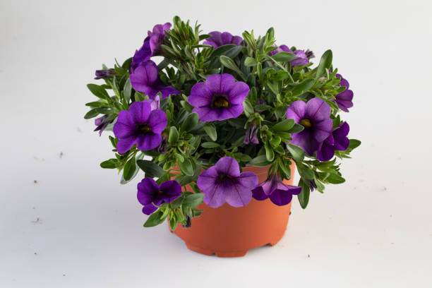istock calibrachoa violet blooming flower bush 2200484629