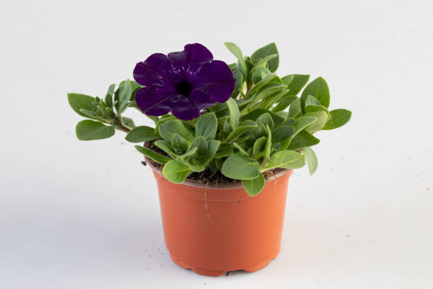 istock surfinia violet blooming big flowers in a pot 2200484652