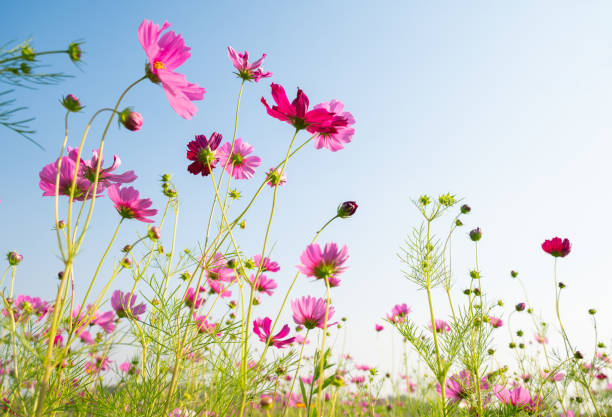 istock Cosmos flowers blooming in the nature. 2200486229