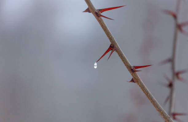 Frozen raindrop at the tip of a thorn