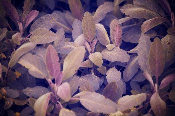 Beautiful violet salvia flowers arranged on a white surface, showing detailed petals and leaves. Perfect for floral, garden, or herbal-themed creative designs.