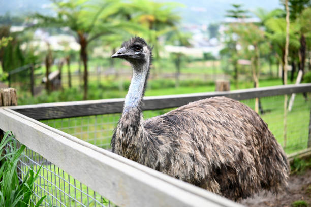 istock Ostrich standing at the farm in close up 2200488795