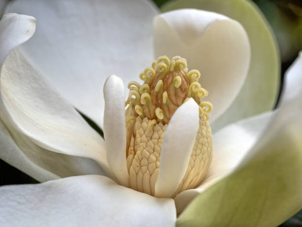 istock Flowering dogwood in spring 2200489212