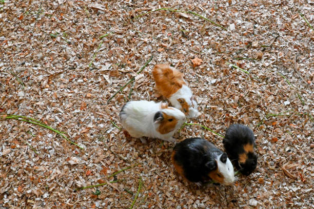 Colorful mice are playing on the cage
