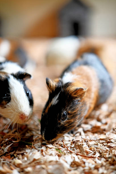 istock Colorful mice are playing on the cage 2200489709