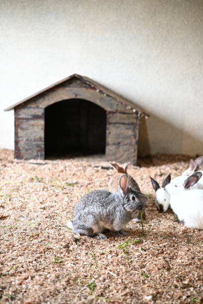 istock Small group of rabbit are playing on the cages 2200489762