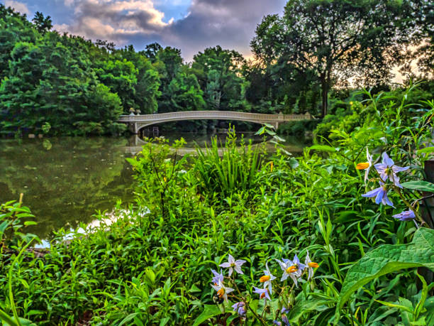 istock Bow bridge in summer, early morning,summer 2200489823