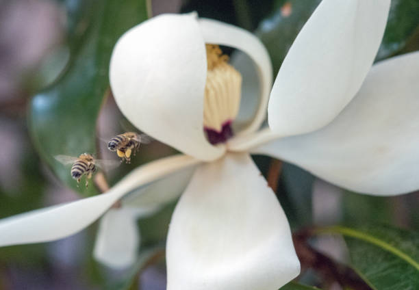 Cornus florida, the flowering dogwood, is a species of flowering tree in the family Cornaceae with feeding beeds in morning