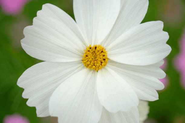 istock Close up of white cosmos flowers 2200494062