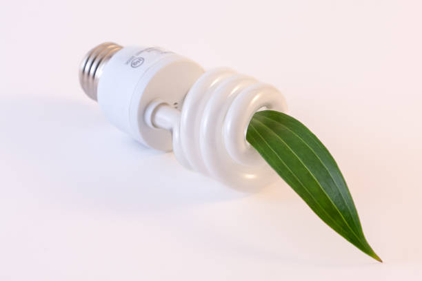 Energy efficient compact fluorescent lightbulb with green leaf emerging from the top of the light bulb.