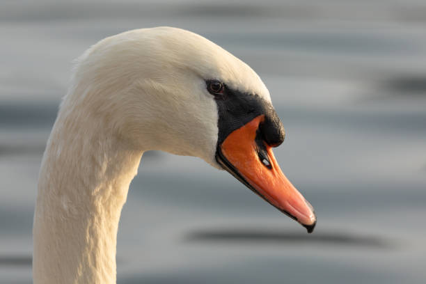 Close up of mute swan head at golden hour with copy space.