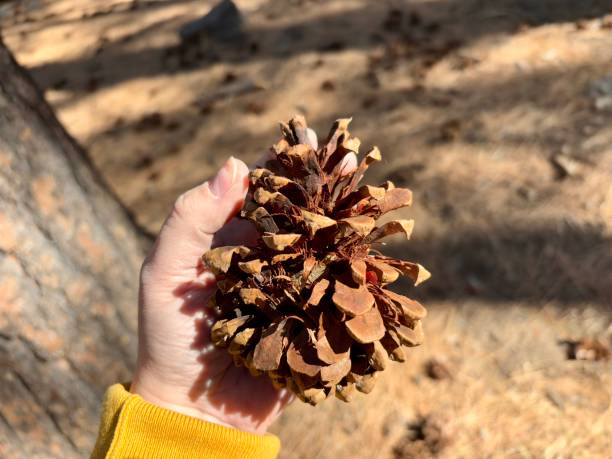 istock A hand holding a dried pine cone outdoors with forest floor background 2200497865